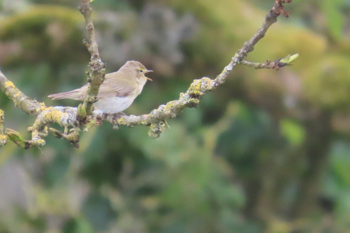 Ring out your joy O Chiff Chaff