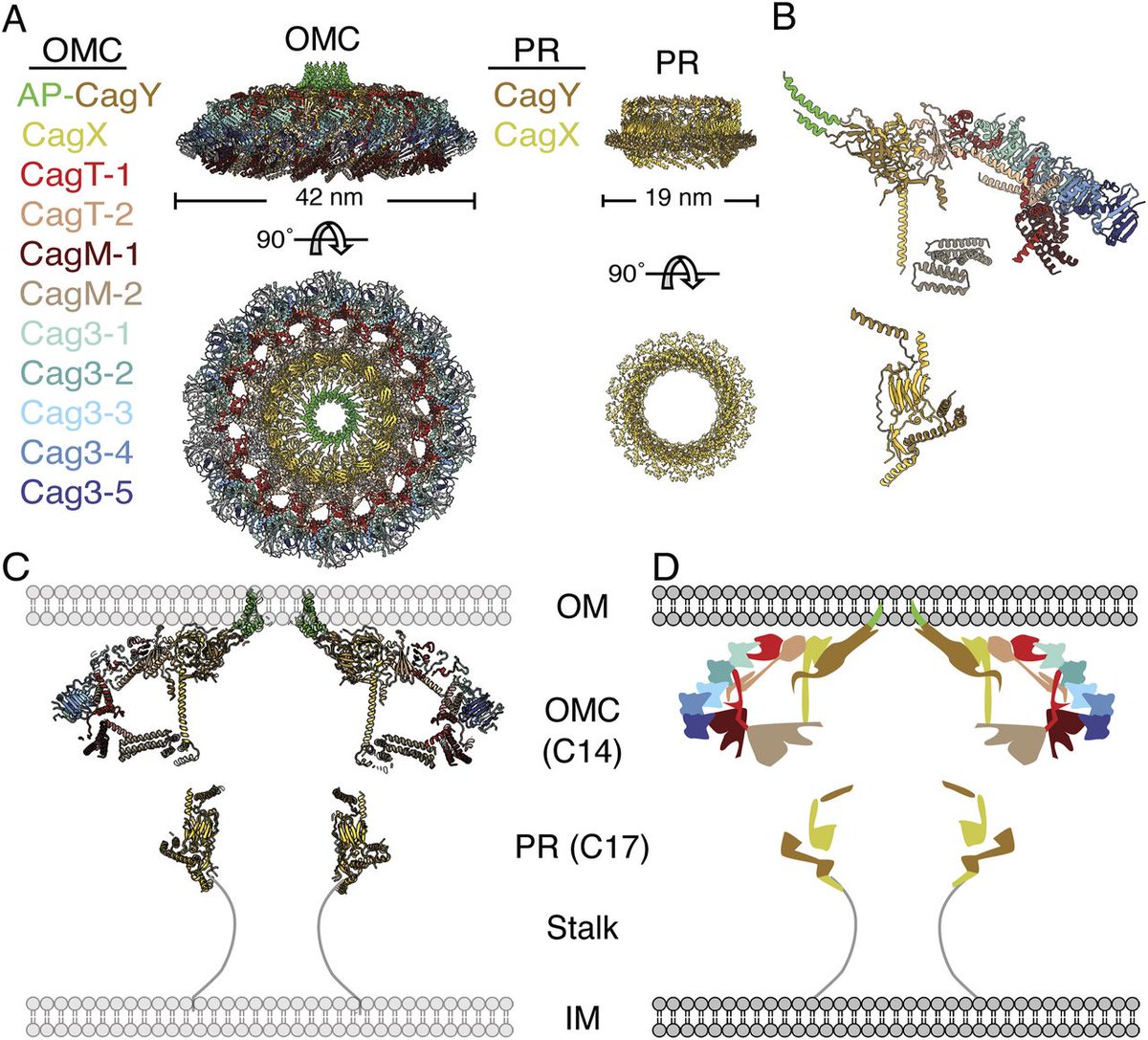 Cryo-EM and proteomic analysis shows that the Helicobacter pylori Cag Type IV secretion system periplasmic ring is stable in the absence of outer membrane cap components @Mel_Ohi_lab @UMLifeSciences @CoverLabVUMC hubs.la/Q02tjvCs0