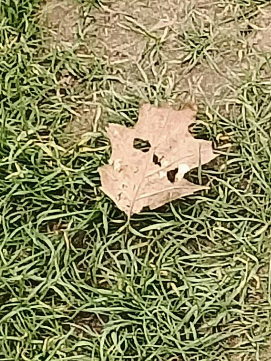 HairMetalRanger's tweet photo. Why does this leaf remind me of @CodyRhodes's tattoo? 😅 https://t.co/E0pHKTPdY5