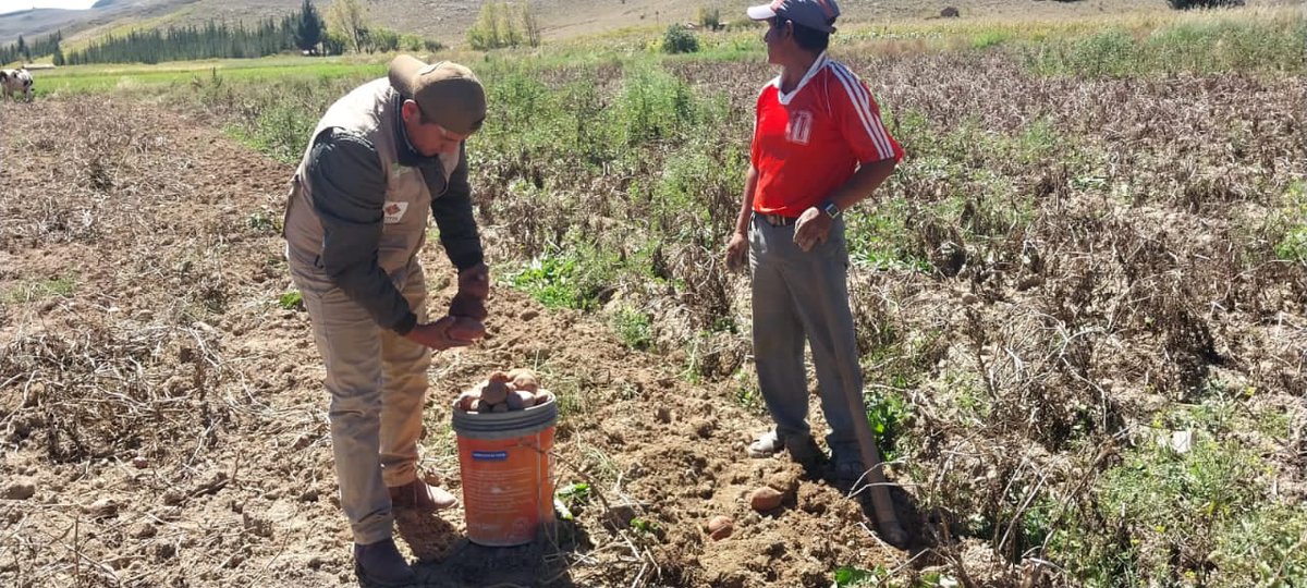 SenasagBolivia's tweet photo. #Chuquisaca
🇧🇴⚙SENASAG-MDRyT, a través del Proyecto Tubérculos y Raíces, realizó capacitación sobre Manejo, Prevención y Control de Plagas de Importancia Económica en el cultivo de papa, contó con la participación de 26 productores del proyecto del municipio de #Culpina. https://t.co/8ui8ZfcdQ9