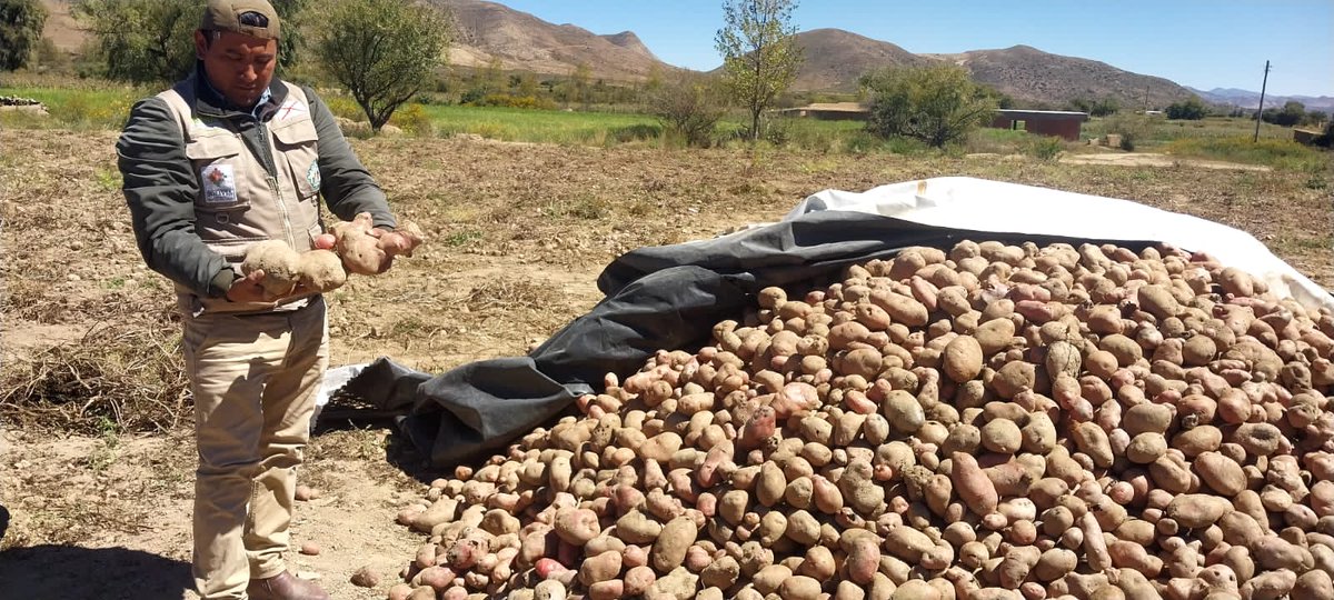 SenasagBolivia's tweet photo. #Chuquisaca
🇧🇴⚙SENASAG-MDRyT, a través del Proyecto Tubérculos y Raíces, realizó capacitación sobre Manejo, Prevención y Control de Plagas de Importancia Económica en el cultivo de papa, contó con la participación de 26 productores del proyecto del municipio de #Culpina. https://t.co/8ui8ZfcdQ9