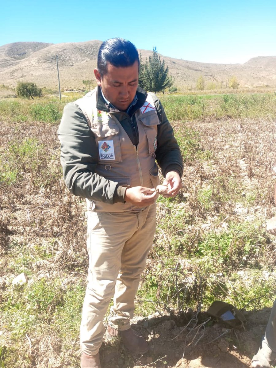 SenasagBolivia's tweet photo. #Chuquisaca
🇧🇴⚙SENASAG-MDRyT, a través del Proyecto Tubérculos y Raíces, realizó capacitación sobre Manejo, Prevención y Control de Plagas de Importancia Económica en el cultivo de papa, contó con la participación de 26 productores del proyecto del municipio de #Culpina. https://t.co/8ui8ZfcdQ9