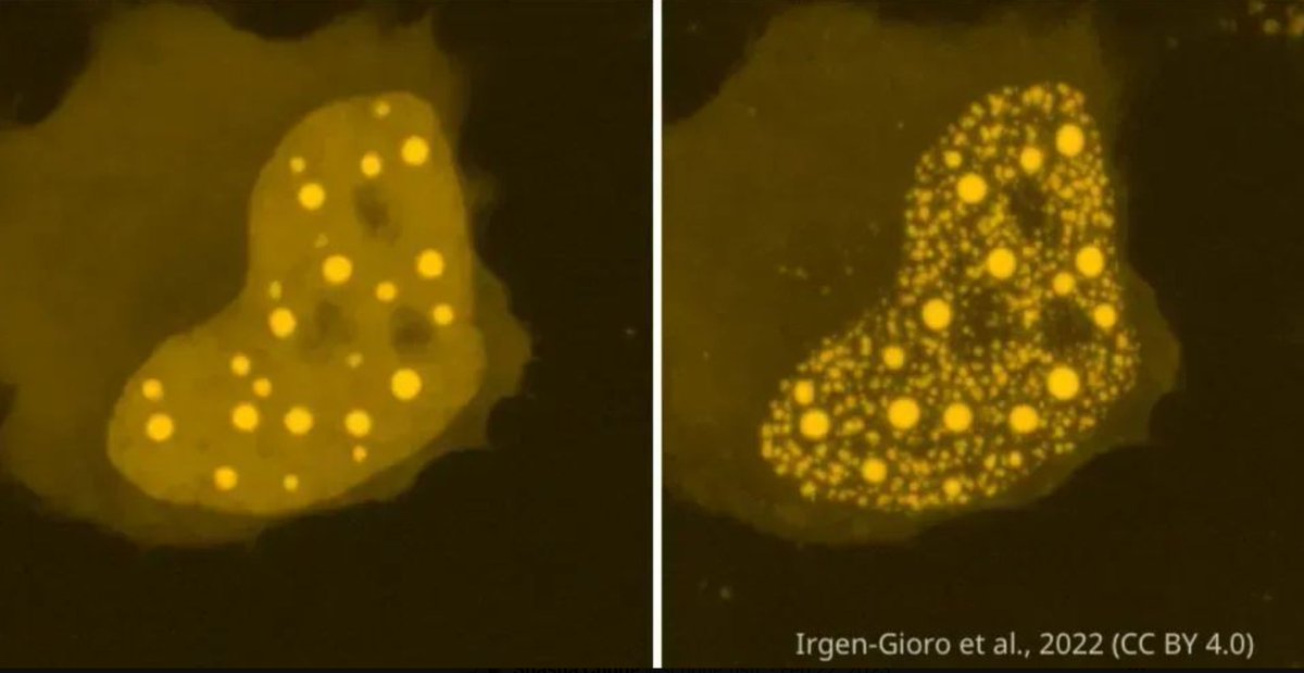 🔬 Condensates: When fixation creates fiction A chemical regularly used to image cells can dramatically alter the way cellular compartments called condensates look under the microscope. 12/13 elifesciences.org/articles/85671…