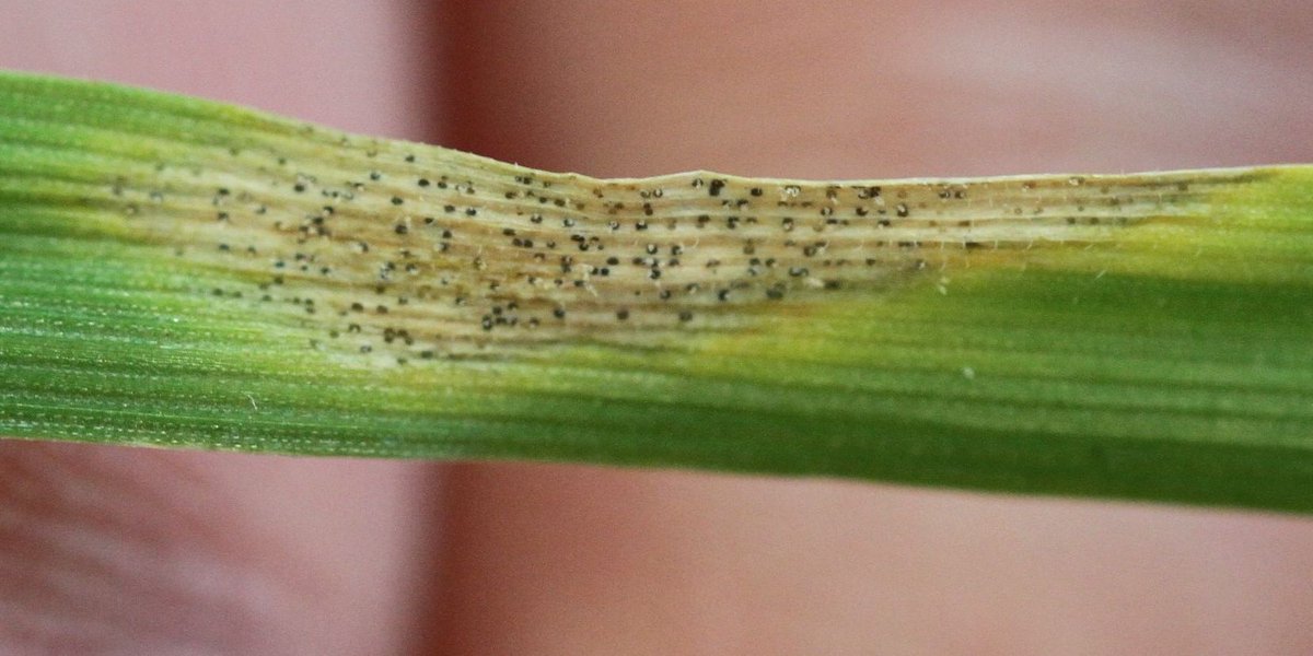 British Society for Plant Pathology (@bs_pp) on Twitter photo Dive into our newest blog post unveiling an ingenious experimental approach to estimate frequencies of virulent pathogenic strains in plants. Say goodbye to conventional strain-by-strain methods? 🌿 Read more:buff.ly/3xHdRVt <a href="/wheatpath/">Frédéric Suffert</a> @INRAE_Bioger <a href="/INRAE_DPT_SPE/">INRAE Santé des Plantes et Environnement</a> Dive into our newest blog post unveiling an ingenious experimental approach to estimate frequencies of virulent pathogenic strains in plants. Say goodbye to conventional strain-by-strain methods? 🌿 Read more:buff.ly/3xHdRVt <a href="/wheatpath/">Frédéric Suffert</a> @INRAE_Bioger <a href="/INRAE_DPT_SPE/">INRAE Santé des Plantes et Environnement</a>