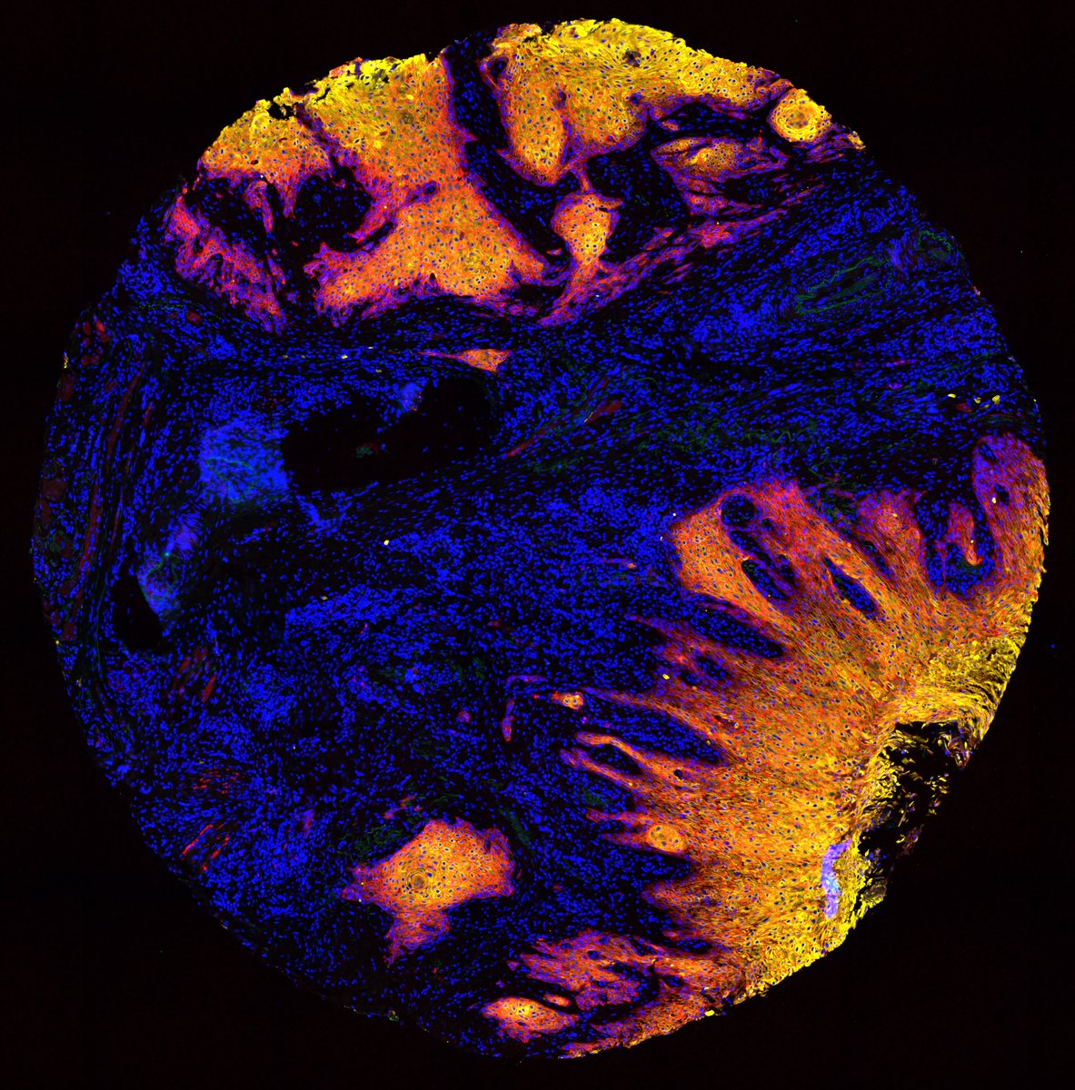 #mdcBerlin researcher @FritzscheSonja (@CosciaLab) is participating in the @helmholtz_image 'Best Scientific Imaging Contest' – and YOU can help her win the public choice award! Cast your votes (up to five) for the picture below 👇 (ID 356)! 👉 awards.helmholtz-imaging.de/entry/vote/Ryw…