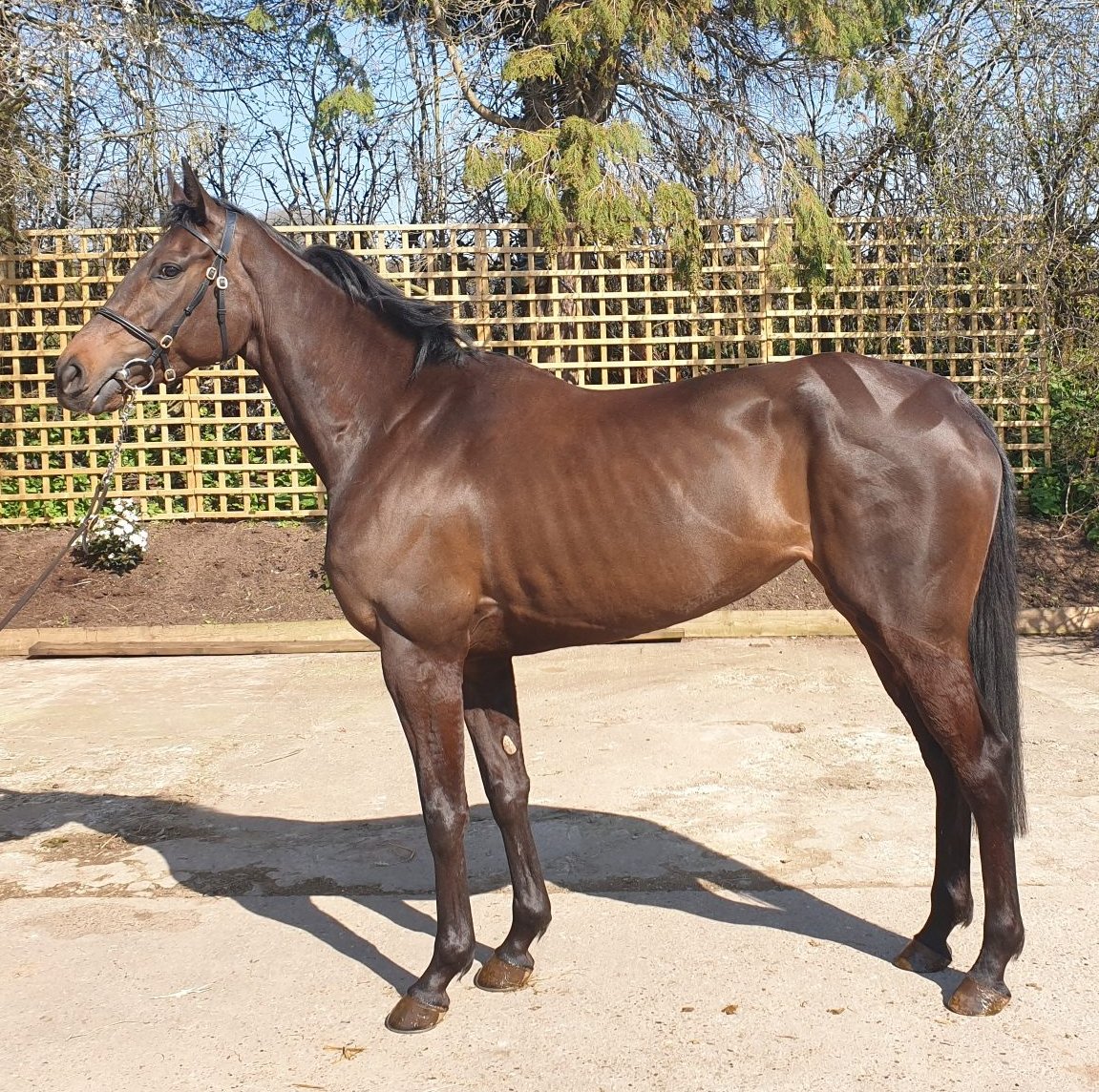 A new Graded winner for Malinas as his daughter Malaita skips home in the British EBF Mares' Novices' Limited Handicap Chase Final at Cheltenham. The mare was bred by David Futter and Will Kinsey out of the winning Sagamix mare Aimela, making her a half-sister to the smart The