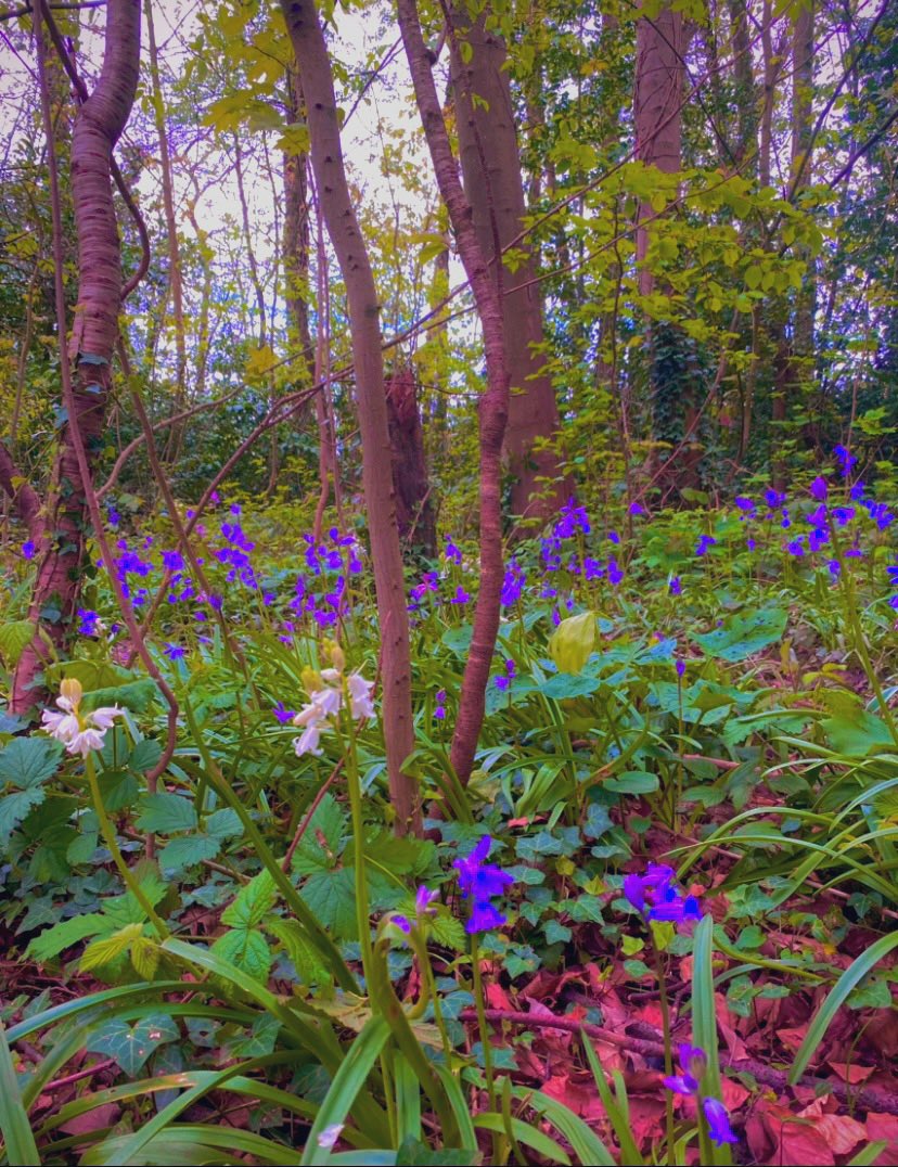 Dappled Indigo #Flowers #Wildflowers #Bluebells #Nature #Woodland