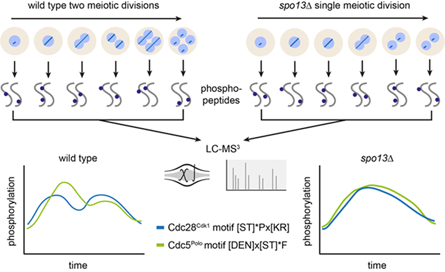 Rewiring of the phosphoproteome executes two meiotic divisions in budding yeast. Dive into this recent study published in @embojournal from the @Marston_lab and @lbkoch9 which looks at the dynamic phosphoproteome changes that control meiosis. ed.ac.uk/biology/wcb/re…