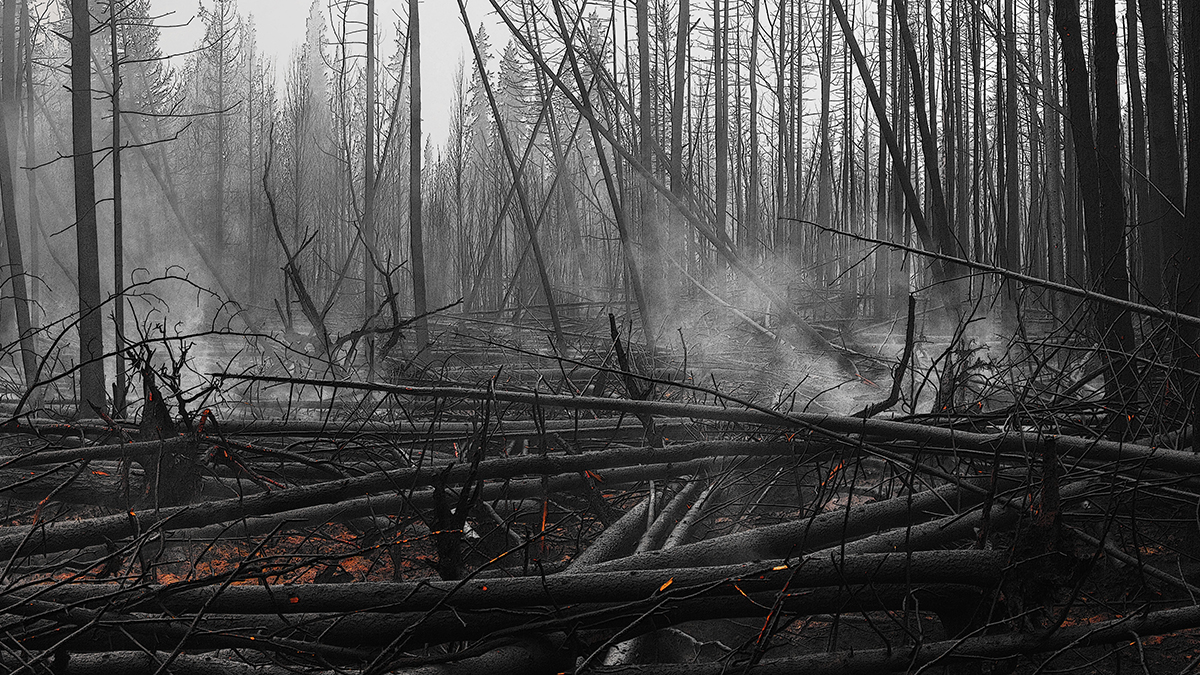Still with the tree theme and as part of The Forest – Common Ground® project, this is just after a fire (still smoldering) along Highway 88 in Alberta. #theforestcommonground #photography #landscapes #photo #art #landscapephotography #albertaphotographer #rtArtBoost #digitalart…