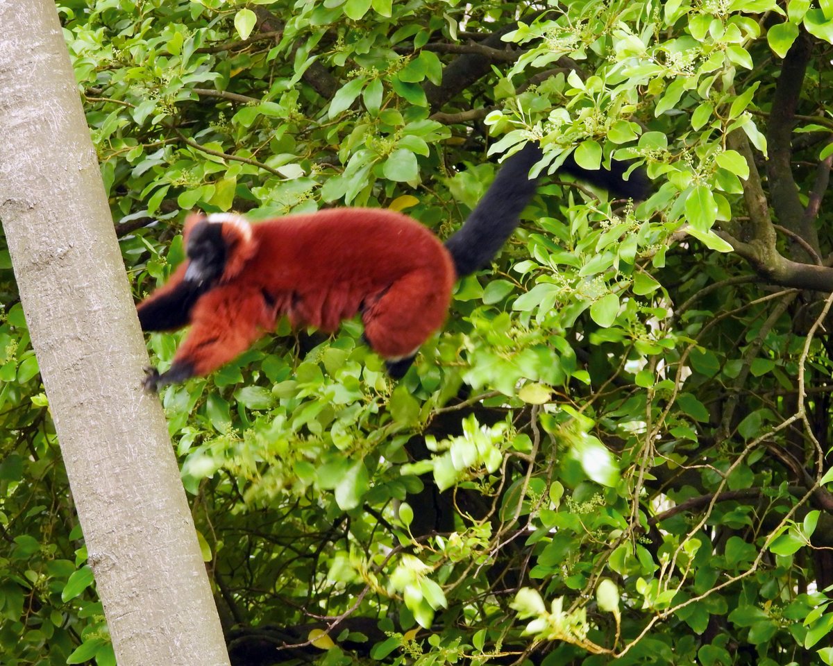 Feeling the Sunday snooze vibes? 😴 After a leisurely morning lie-in, why not pay a visit to the energetic red ruffed lemurs at Dublin Zoo? These playful creatures will be bouncing and bounding from branch to branch after their well-deserved naps!