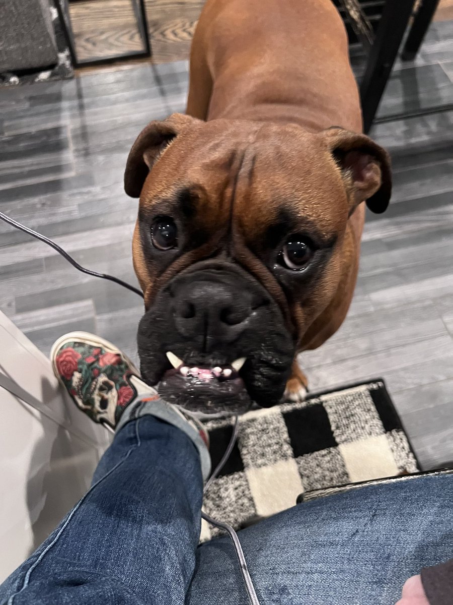 Zeus showed me his teefers but I was giving him some chicken anyway #boxerpuppy #boxerdogs #boxerlife #boxerlovers #boxersrock #boxersoftwitter #boxerdogsoftwitter #dogsoftwitter #dogsofx