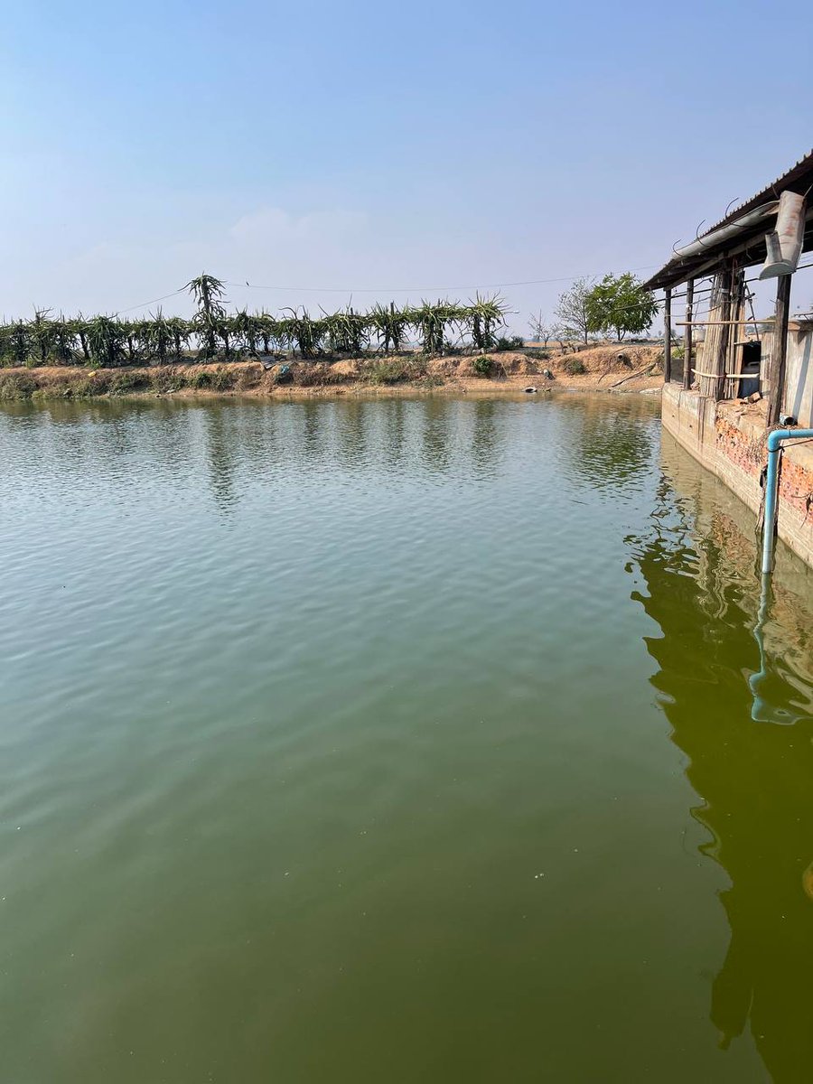 ChetPhirum's tweet photo. From year to year, the climate change is becoming the seriously impact to Cambodia aquaculture, especially this year most large scale farmer need invest more on pumping water from underground as some farmer already invest with solar energy seem low risk. https://t.co/buD0DEVL2V