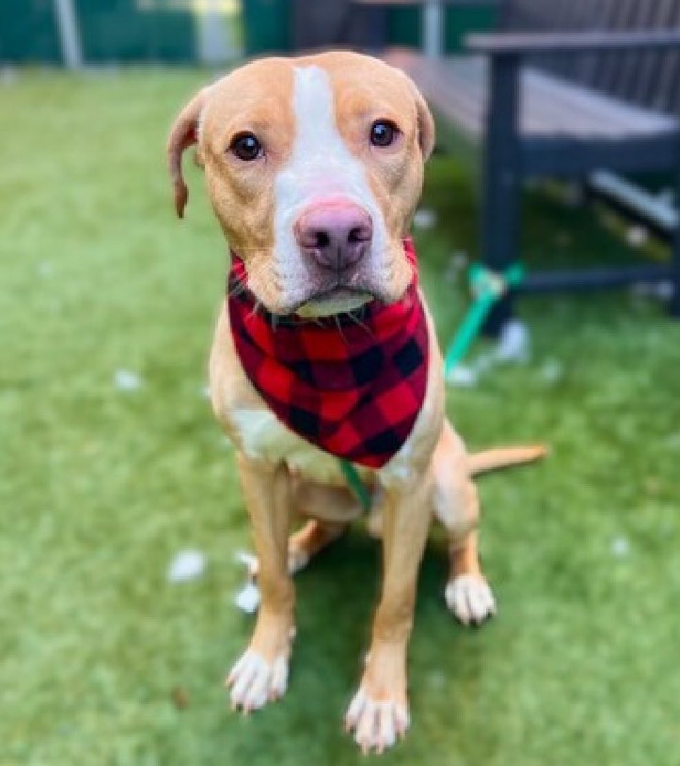 🚨💥💥more news today! CIRCO has been rescue reserved straight off the KILL LIST💥

#TeamAnimal is excited for this sweet, gentle pup to live a new beginning ❤️‍🩹please wait for @TAPNYACC to post a freedom photo to honor your pledge✔️

👏🏼Thank you again for sharing the NYCACC PUPS