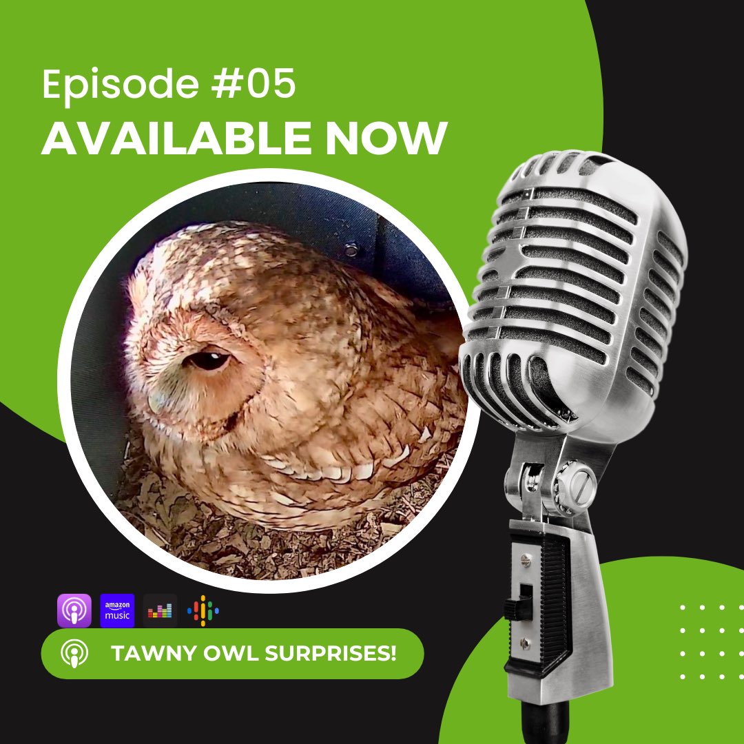 🎁 Tawny Owl surprises, exciting developments - and a tinge of disappointment…..it’s another roller coaster week here at Laurels Wood! 🌳 🎧 LISTEN TO EPISODE 5 NOW 👇🏼 laurelswood.podbean.com Also available on: ⭐️ Apple Podcasts 💚 Amazon Music ⭐️ Deezer #podcast #wildlife