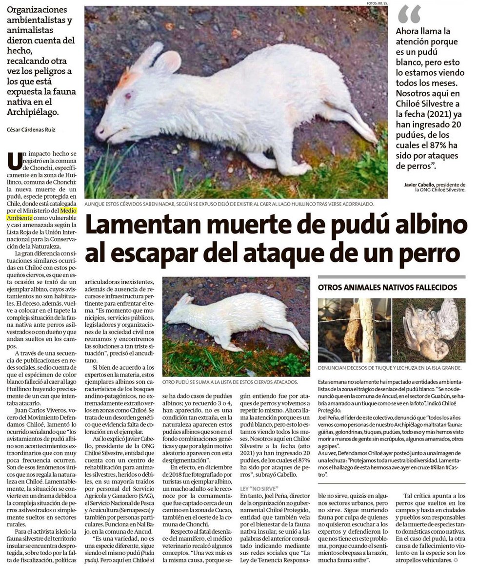 @alexanderms1991 @medelikos ha visto la cagadita que tienen los perros asilvestrados ,yo soy del sur y le puedo decir que matan fauna nativa ,los pudus los tienen casi extintos en los parques,en los campos matan rebaños completos de ovejas ,solo por matar , dejando a gente humilde sin sustento, es tragico