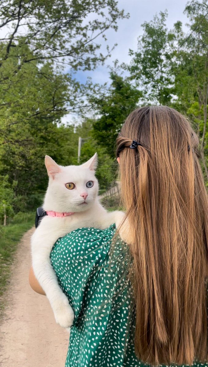 carrywhitecat's tweet photo. Walkie with my meowmy 😻✨🌲 #catsofx https://t.co/tQkntnuzwA