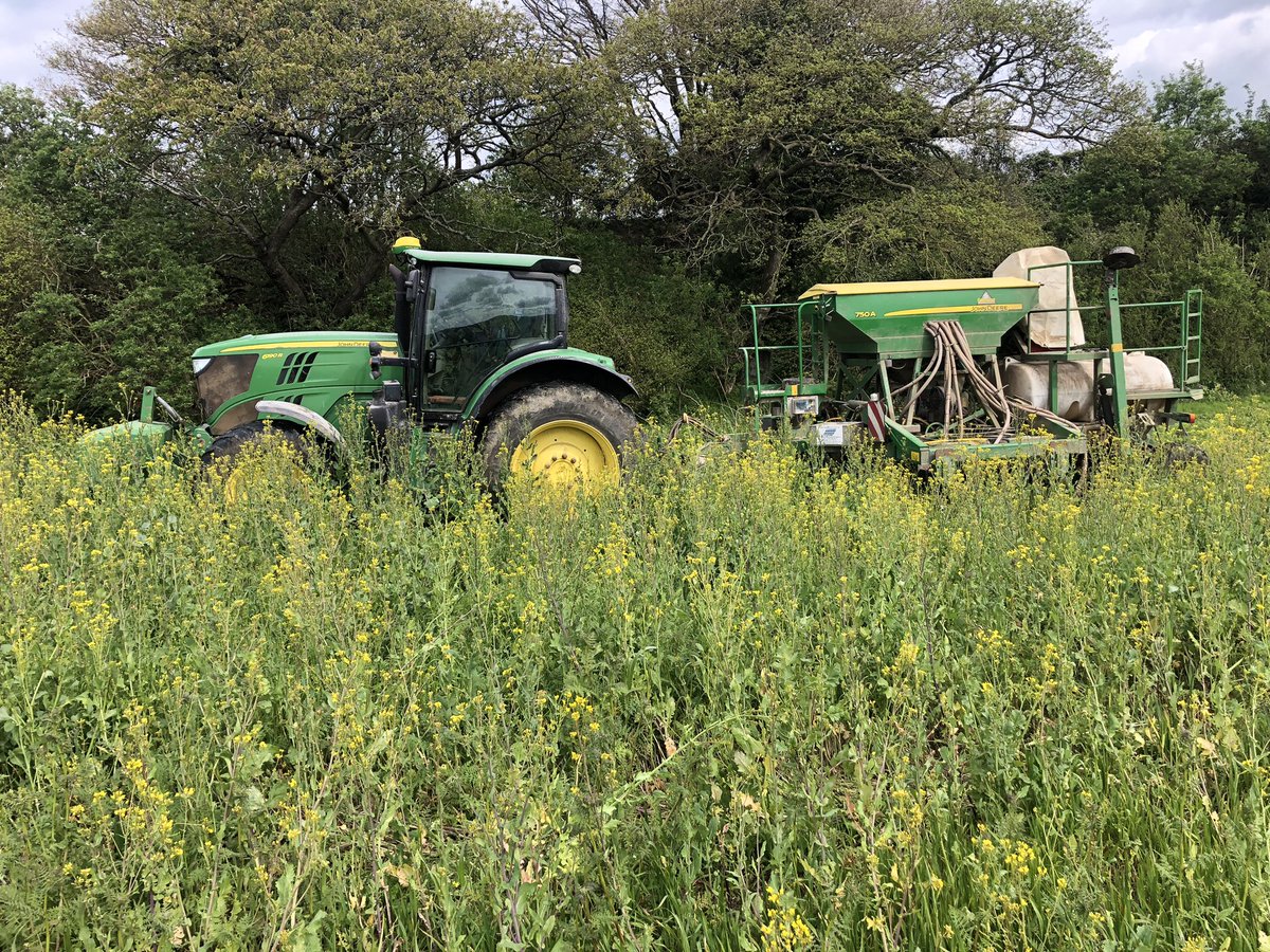 Last of the spring barley going in today, cover crop got away….#springdrilling #farming