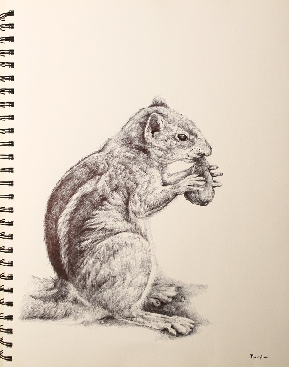 Study of Indian palm squirrel!
#art #wildlife #nature #IndiAves #sketch #sketches #sketchbook #dailysketching #urbanwildlife #illustration #traditionalart