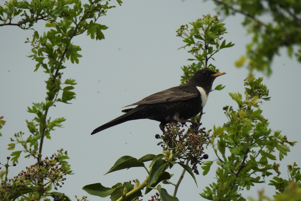 Hines1Peter's tweet photo. Struck patch gold again today with this Ring Ouzel at Carrington Moss, Mcr, and a supporting cast of 3 Yellow Wag, 5 Wheatear and a Med Gull https://t.co/g1xYwDbhuj