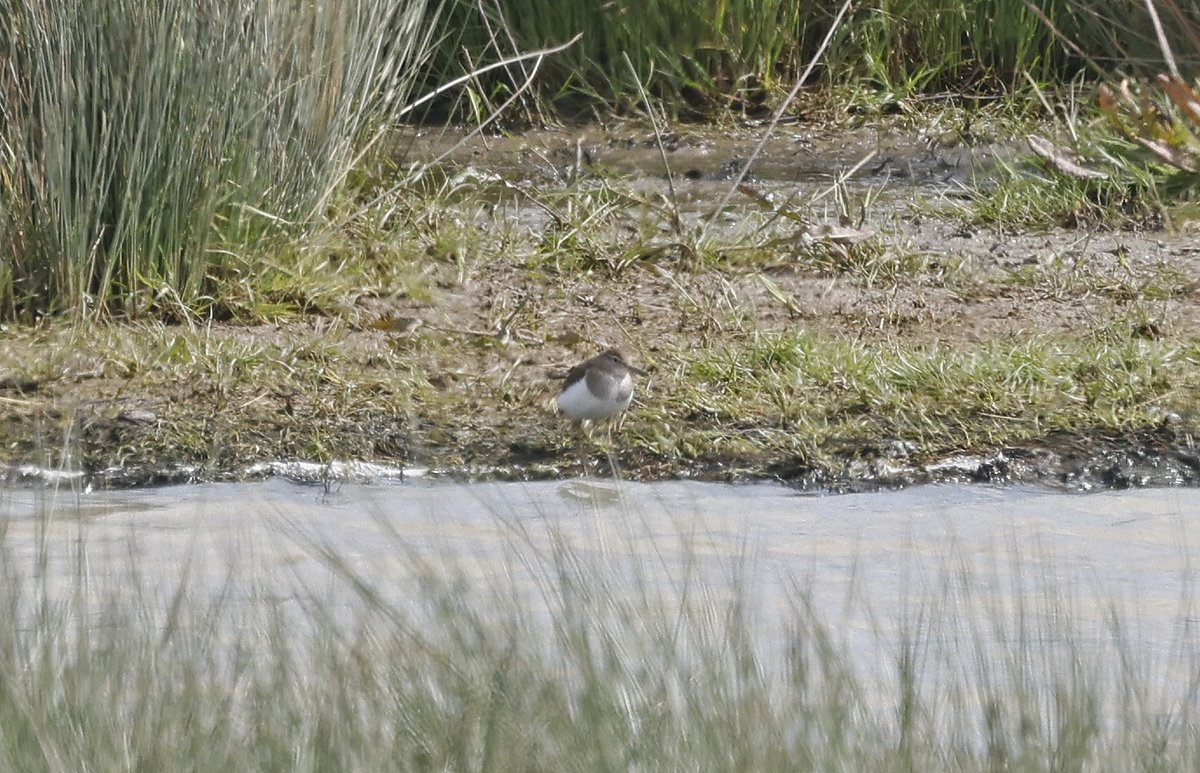 Couple of 'on foot' yearlist additions - 2 Whitethroat & 15 Whimbrel on my usual Dowlais walk. Also Shoveler, Coot, Common Sandpiper, Buzzard, Cetti's Warbler & Grey & 2 White Wagtails. 3 Lapwing & a Redshank on the scrape will hopefully settle to breed.🤞