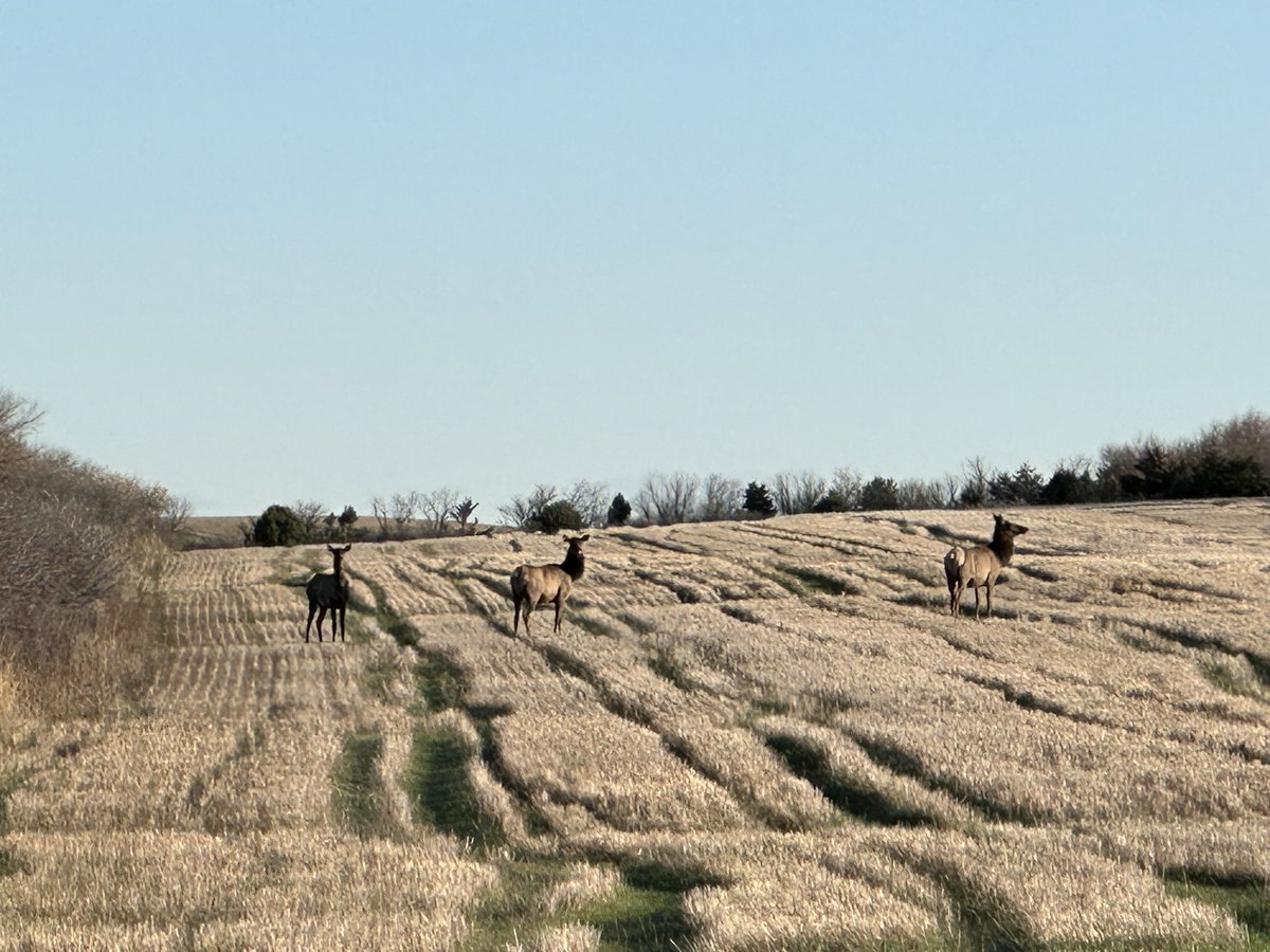 timothybuskirk's tweet photo. Things I see on the way to work…
#elk #nebraskaland #nwnebraska https://t.co/sPzHTSPaT8