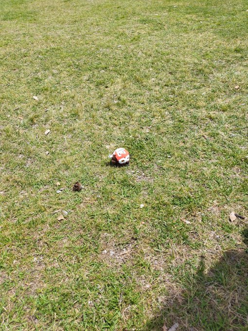 旦那の鷹がプレゼント持っていった時の解像度が上がったので最高でした(?)野生動物に舐められているこれは虚無のおうるっく。 
