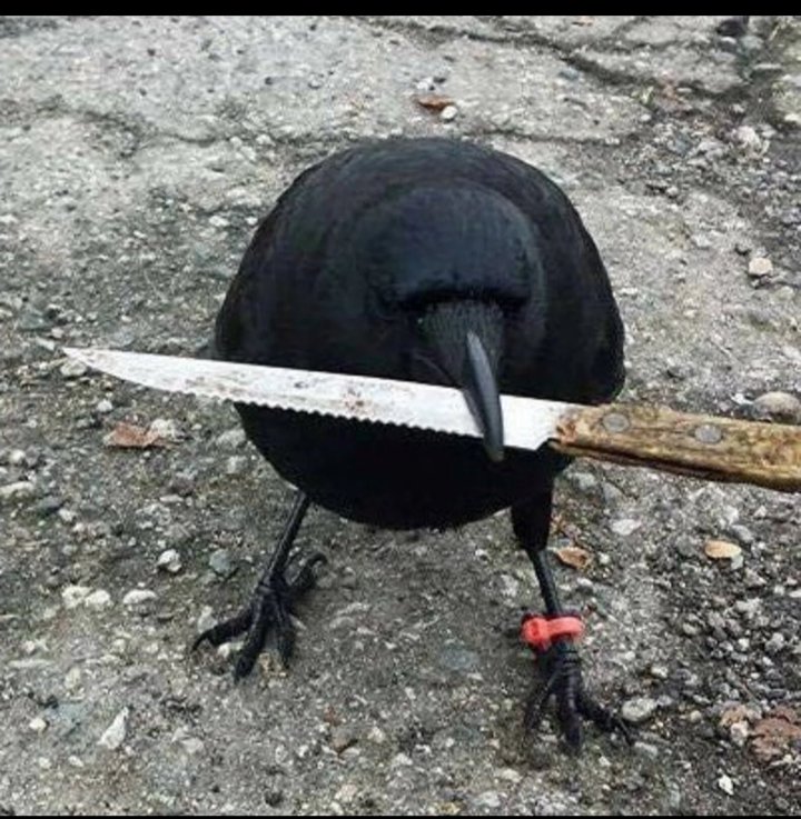 @optimizoor @WillWeitz crow with knife