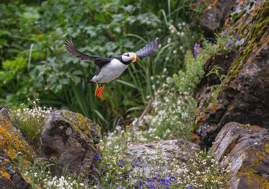 Horned Puffin in Flight Alaska! buff.ly/4c6GX0b #puffin #bird #birds #birdphotography #alaska #wildlife #wildlifephotography #BuyIntoArt #AYearForArt #Travel #travelphotography #giftideas @joancarroll