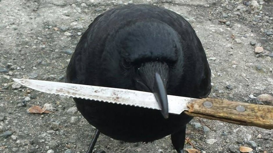 @optimizoor @WillWeitz crow with knife