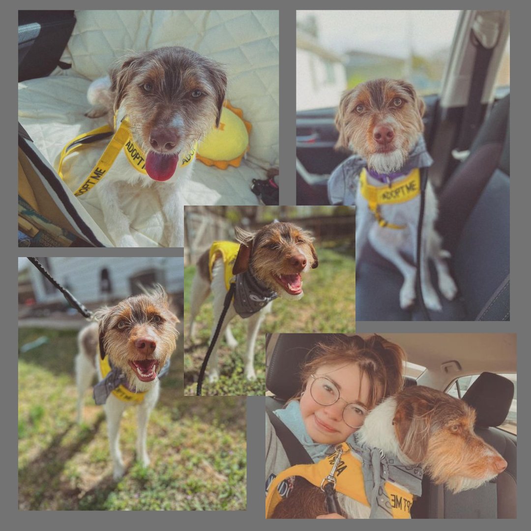 HSHP_Kansas's tweet photo. Just a few pictures from Gene’s Doggy Day out! #adoptabledog #adoptadog #hshp #doggydayout 
Learn more about Gene at the link below!
https://t.co/W4DaONj6qv https://t.co/cx1EVQgjpA
