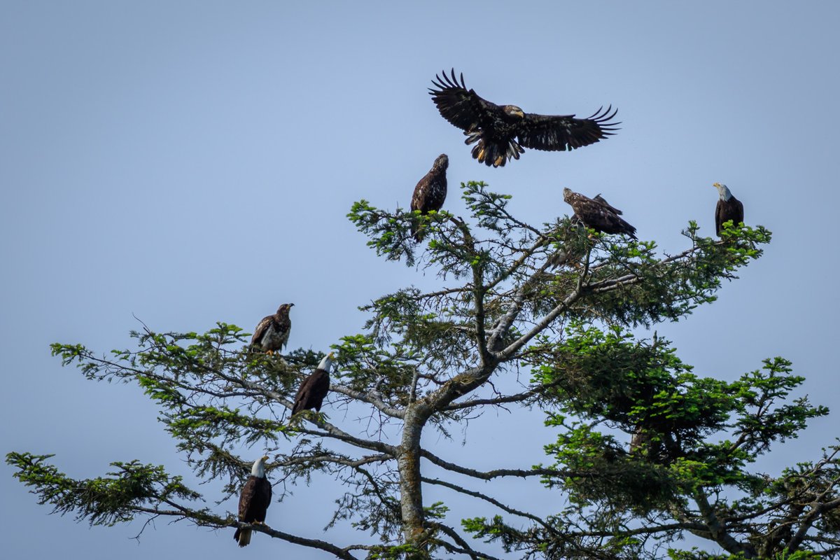 gm Once this year's eagle's have fledged, all the siblings born in the same nest in previous years may return. Until then, they are not welcome. #AnnesWildlifeWakeup 💛🦅