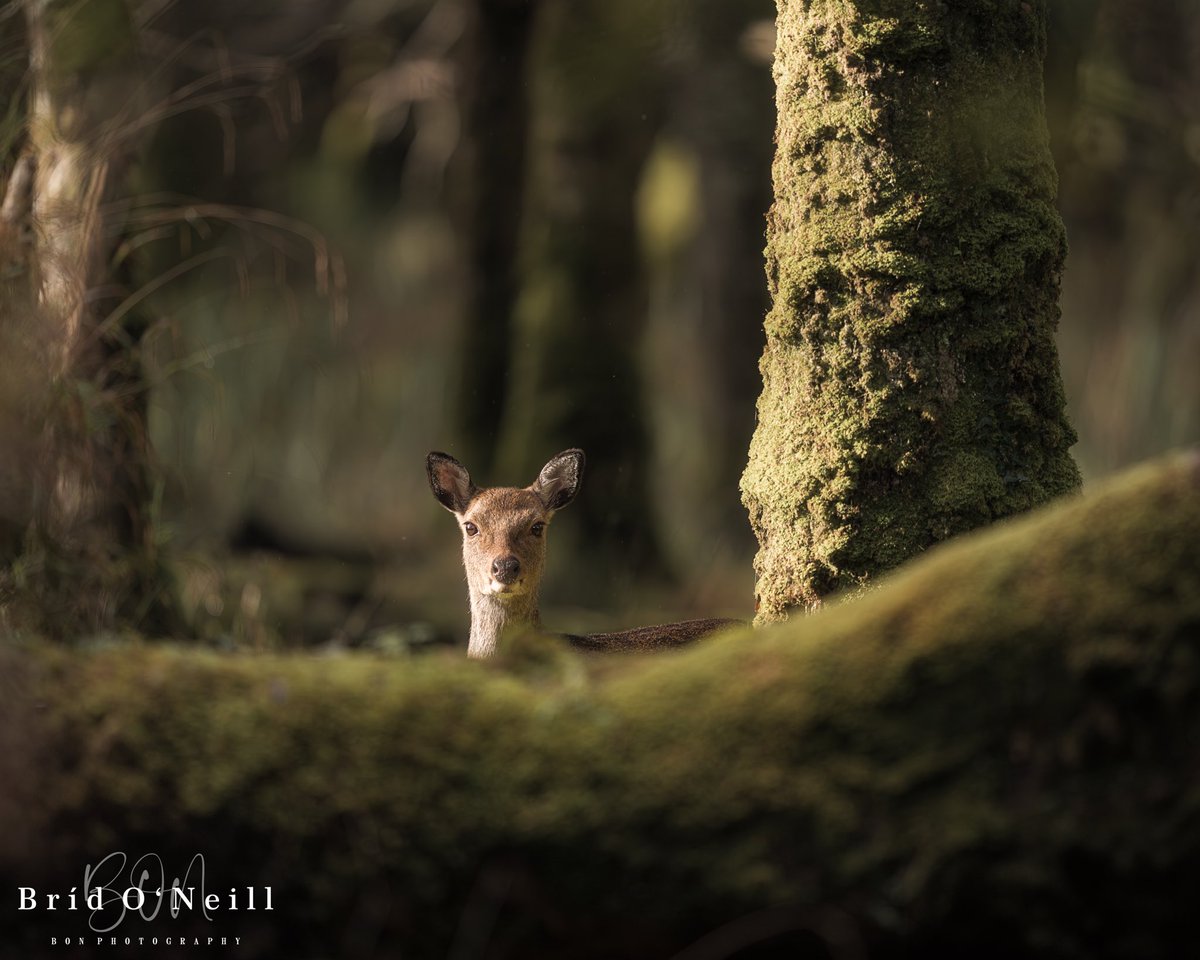 NeillBrid's tweet photo. ‘Peekaboo…. I can see you watching me’ 🦌 

#deer #doeadeer #killarneydeer #killarney #wildlife #irishwildlife #killarneynationalpark #BONPhotography https://t.co/vwtXkeNyUC