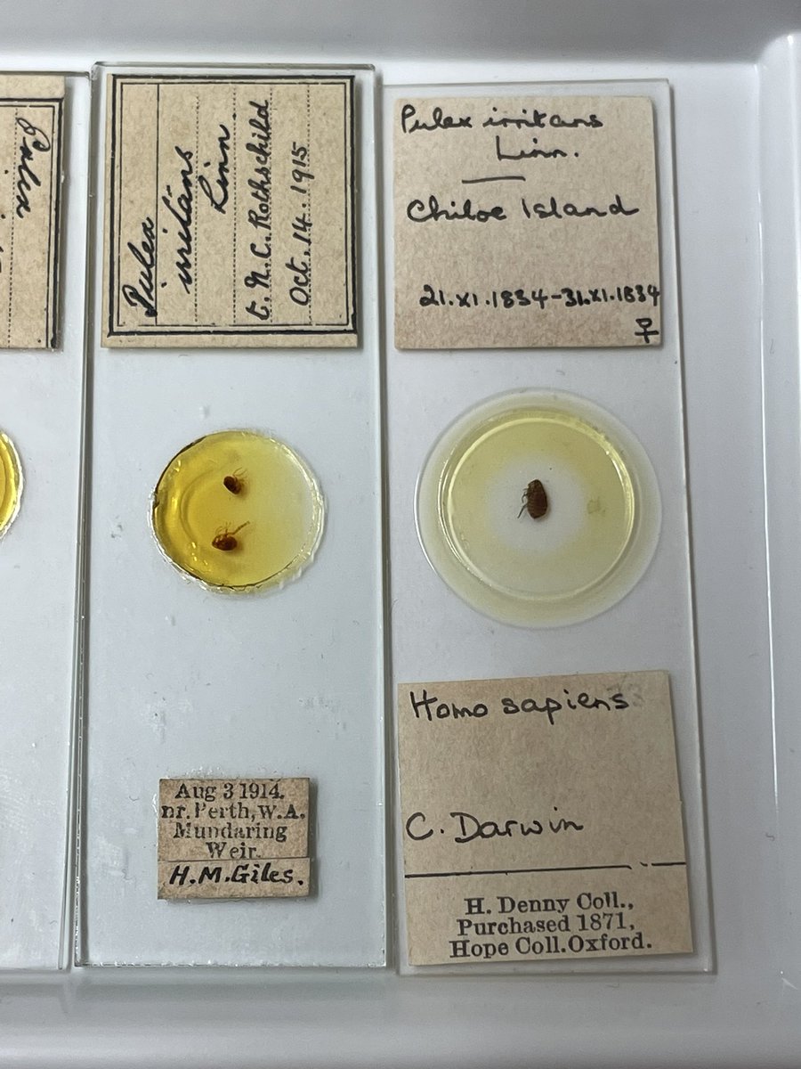 NHM_Fleas tweet media