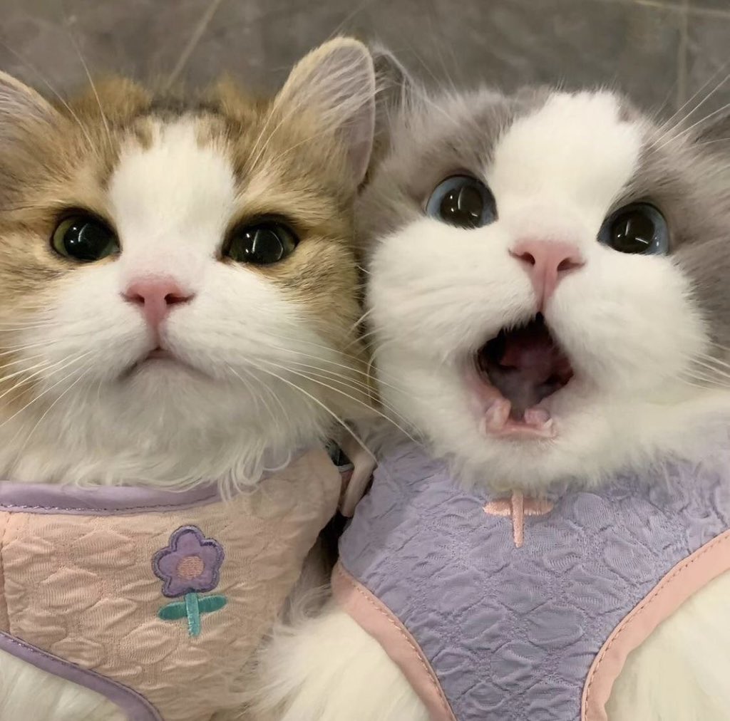 flappybie's tweet photo. ˖𓍢ִ໋🌷͙֒✧ 𝙬𝙚𝙡𝙘𝙤𝙢𝙚 𝙩𝙤 𝘽𝙞𝙚’𝙨 𝙥𝙡𝙖𝙮𝙜𝙧𝙤𝙪𝙣𝙙 ˚.🎀༘⋆ https://t.co/8qPxTizBBs