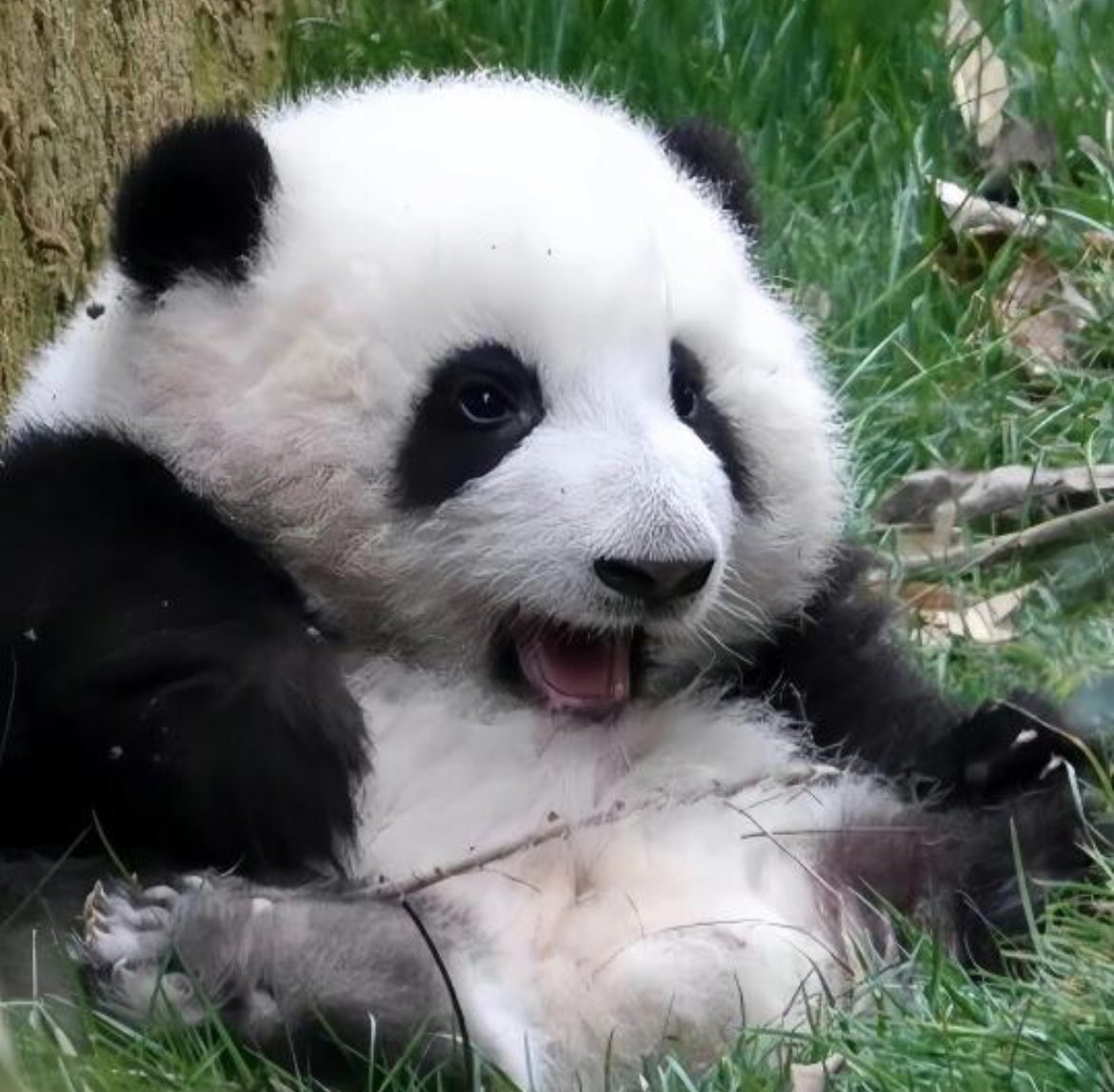 เหงามาก