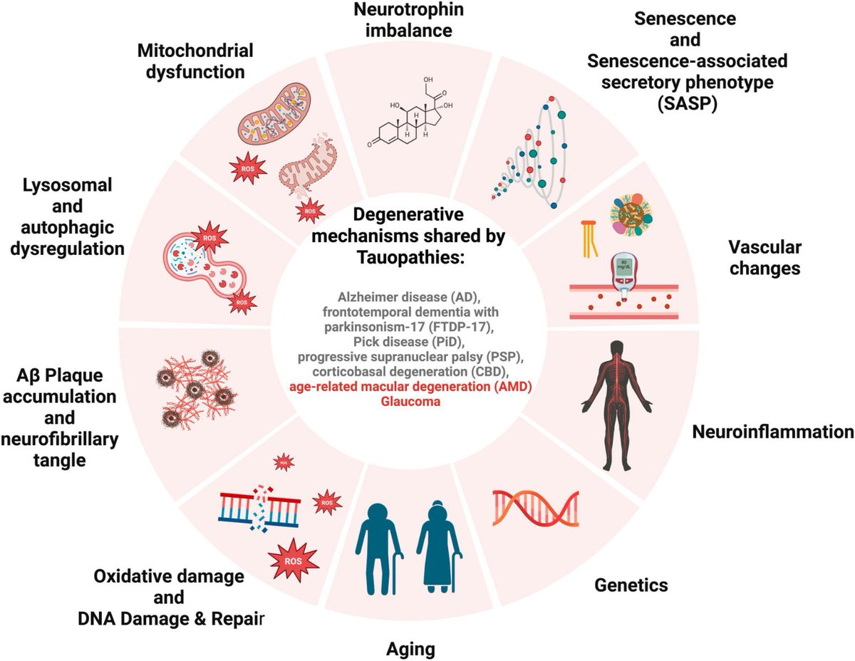 Targeting shared pathways in tauopathies and age-related macular degeneration: implications for novel therapies frontiersin.org/articles/10.33…