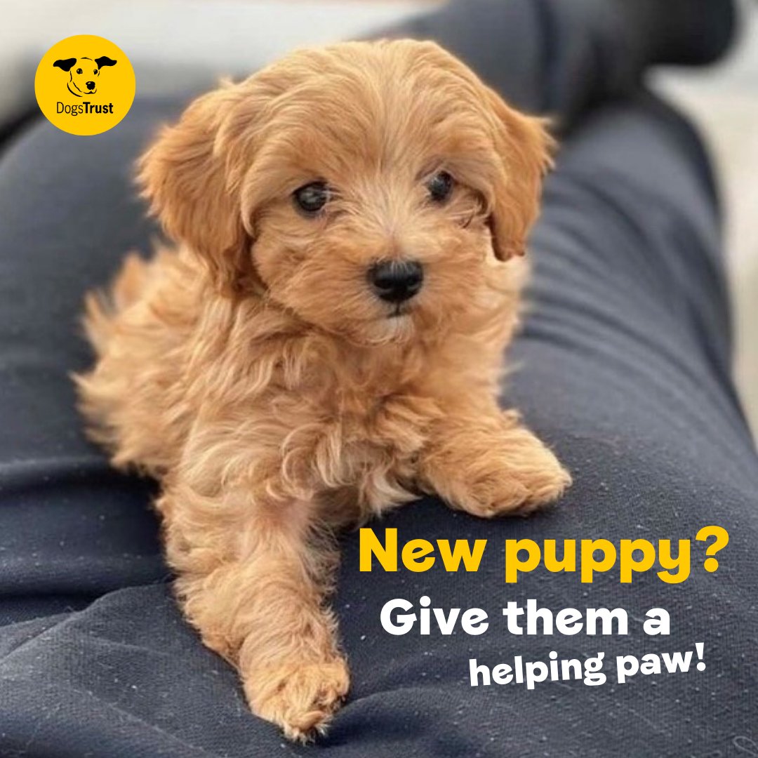 Have a new puppy in your life? Why not bring them to @DogsTrustDogSchool where they can help you with all things puppy 🤗 Classes start on Wednesday the 24th of April at 5pm!! 🐶 Follow the link in our bio to find out more 👆👆👆 #DogsTrust #DogsTrustDarlington #PuppySchool