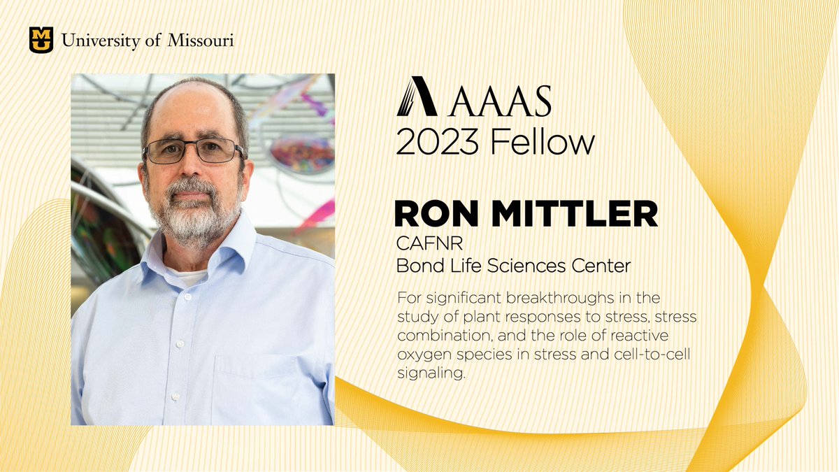 Ron Mittler is <a href="/BondLifeSci/">Mizzou Life Sci Center</a>'s latest <a href="/AAAS/">AAAS</a> Fellow. It's a well-deserved acknowledgement of his years of cutting-edge science on reactive oxygen species (ROS) that he's applied from plants to cancer research. Congrats! #MizzouResearch