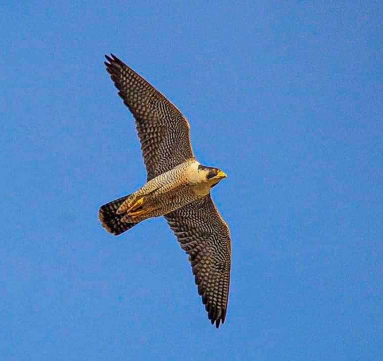 Peregrine Falcon over Poole Town centre this afternoon. #BirdsSeenIn2024 #BirdsOfTwitter @PPeregrines @BayHoles @harbourbirds @Natures_Voice @DorsetBirdClub @BBCSouthNews @Bournemouthecho @thetimes @guardian @DorsetStudy