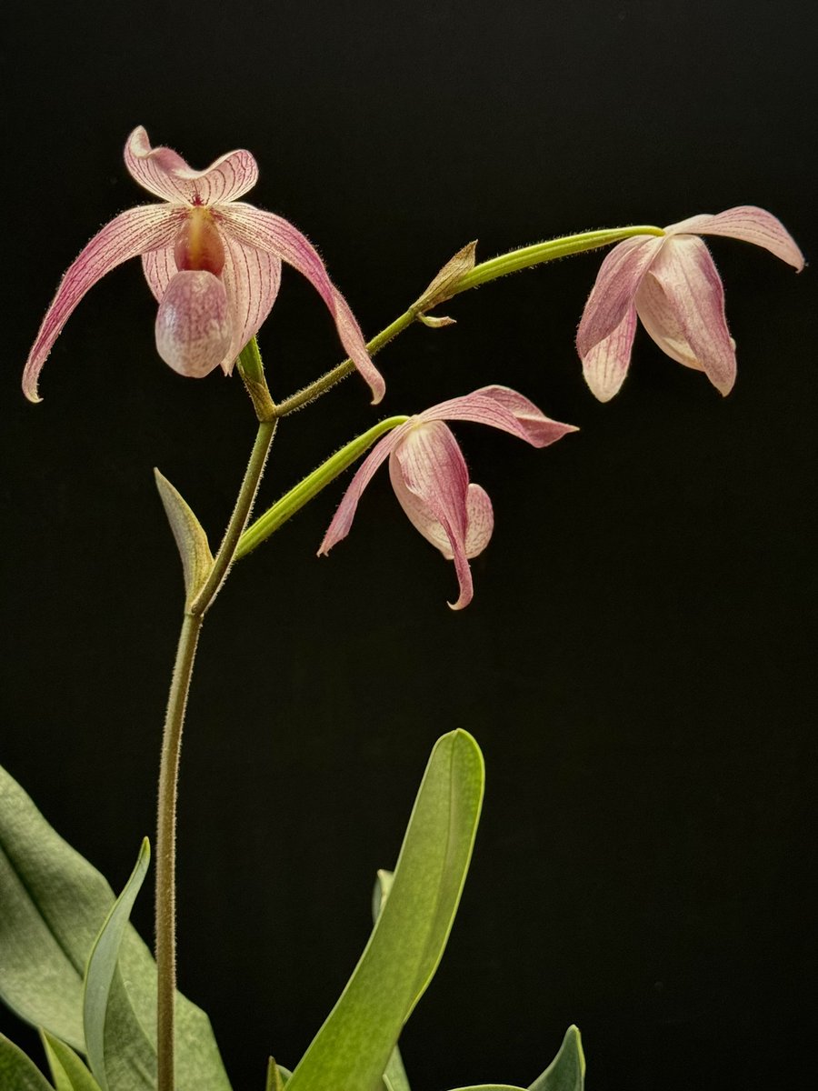 This orchid started to bloom 6 weeks ago with 2 spikes. This is the 2nd spike that’s about to finish now.

Paphiopedilum Doctor Toot ‘Pink Cowboy’
 (P. delenatii x P. kolopakingii var. topperi ’Crown’)

🌱sky #orchids #gardening #plants #houseplants #flower 🌴📷