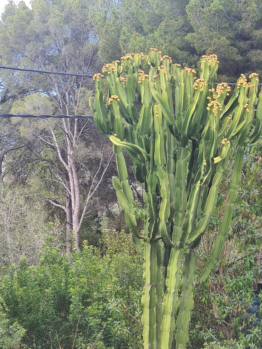 DigiGranBiz's tweet photo. Today in the foothills of Javea.
Intermittent sun. T. 18 deg. 
#gardening 
#GardeningTwitter 
#digigran
#digigrantravels
#catcus https://t.co/1tbdmIebvT