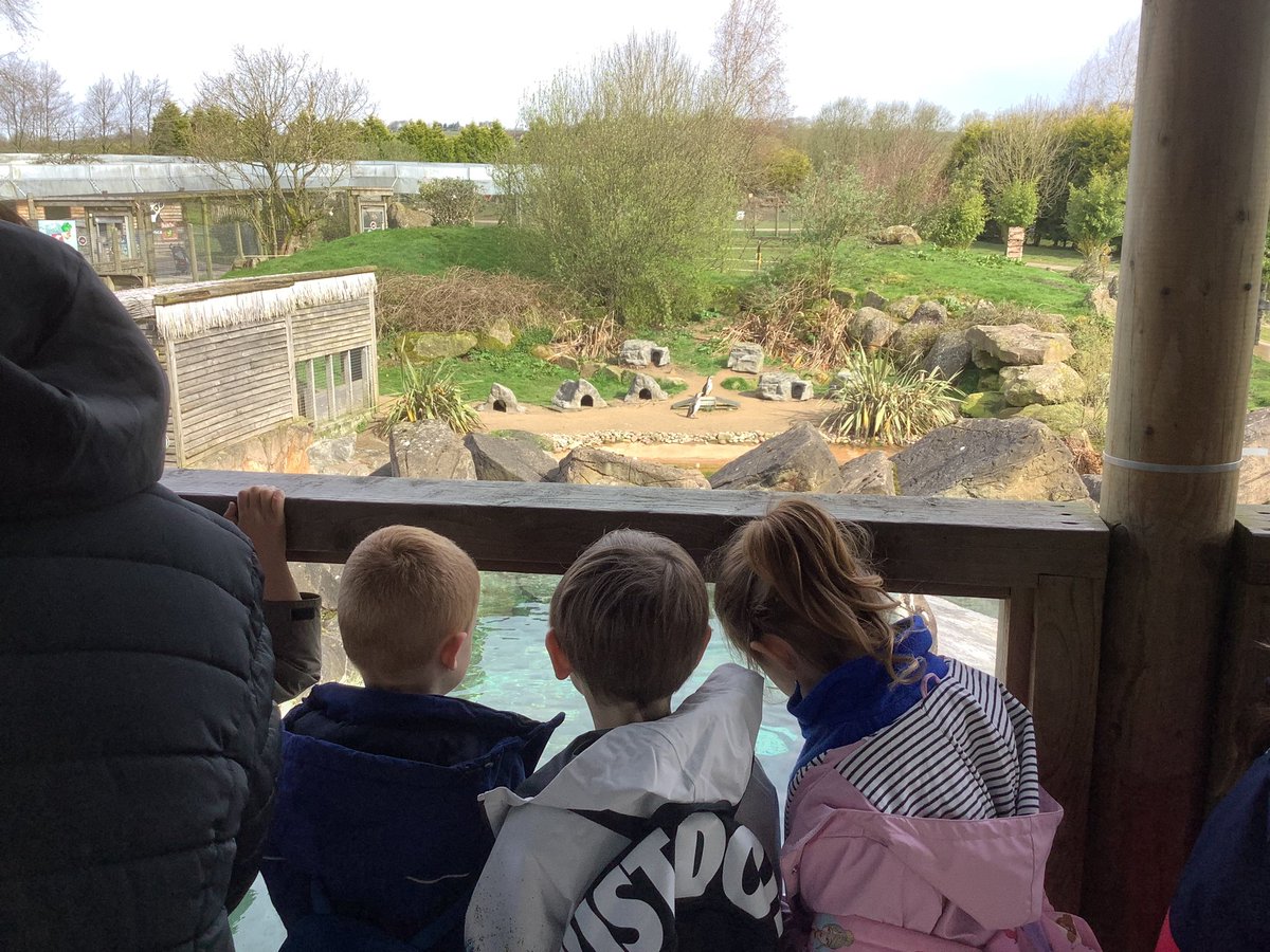 Year 1 have loved their trip to Peak Wildlife Park today. They were very well behaved and have all really enjoyed themselves. During our expert session, the children showcased their knowledge and facts brilliantly! 🦓🦘🦙