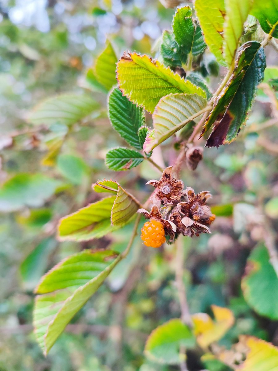 123Balika's tweet image. Yet to be explore and domesticated in Nepal.
#YellowRaspberry #NUScrops