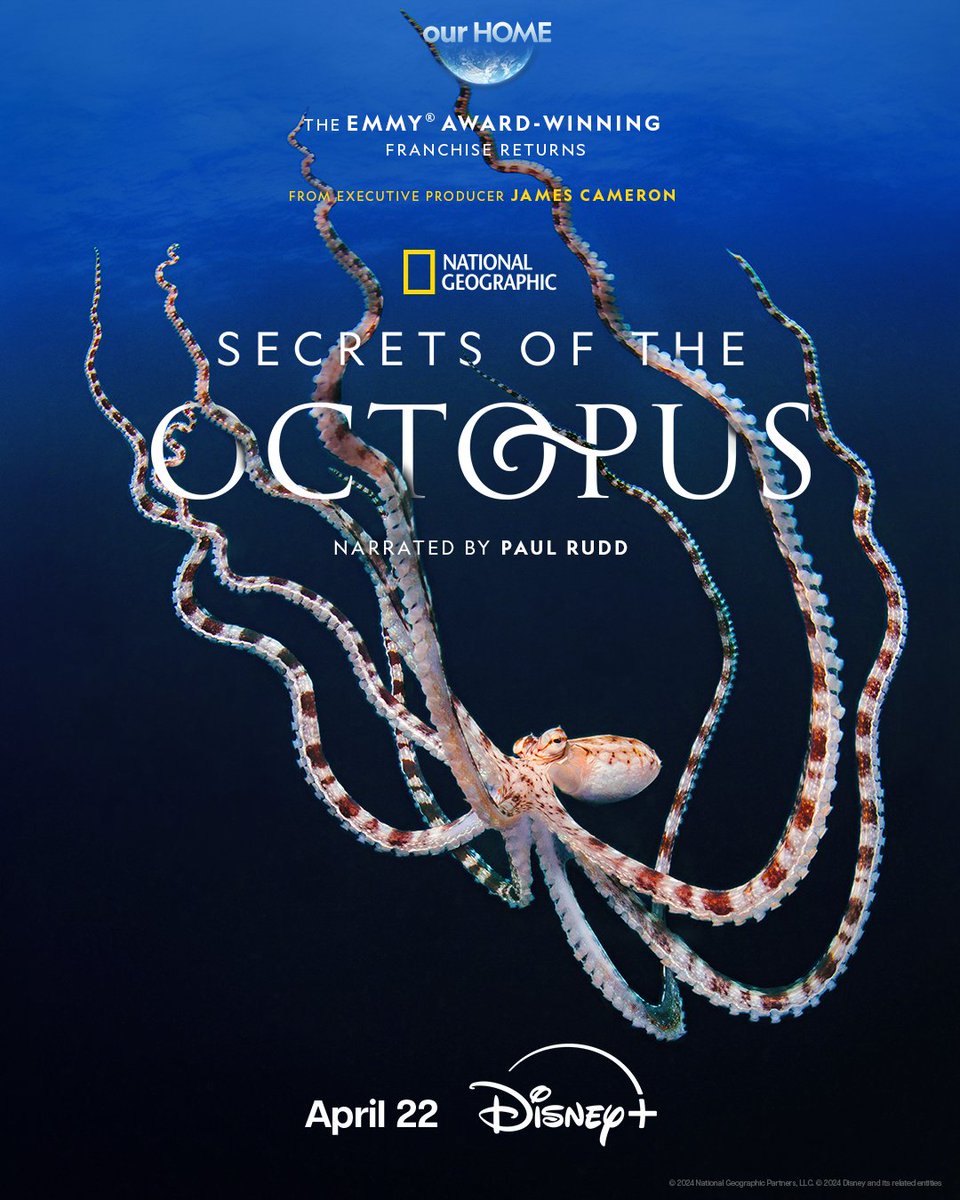 The octopus is a master of disguise, capable of camouflaging itself at any moment. But what other secrets do they hold? From @JimCameron and narrated by Paul Rudd, #SecretsOfTheOctopus premieres Monday, April 22 on #DisneyPlusPH. #ourHOME