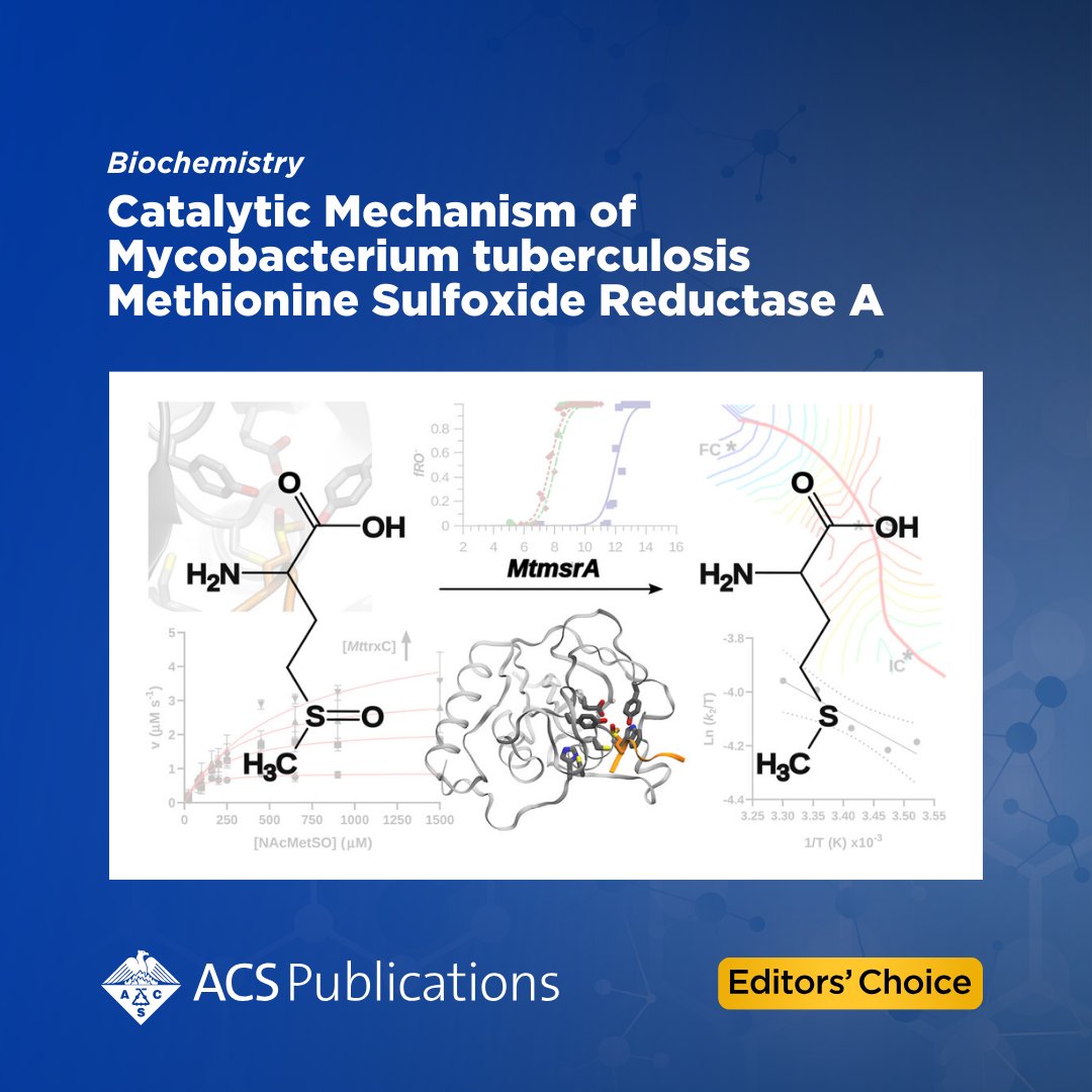 'Catalytic Mechanism of Mycobacterium tuberculosis Methionine Sulfoxide Reductase A' from Biochemistry (@BiochemistryACS) is currently free to read as an #ACSEditorsChoice.

📖 Access the full article: go.acs.org/8XV