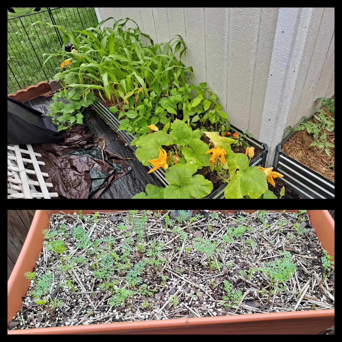 Sloth Garden is turning into a jungle. #gardening #raisedbedgarden #homegarden #txgarden