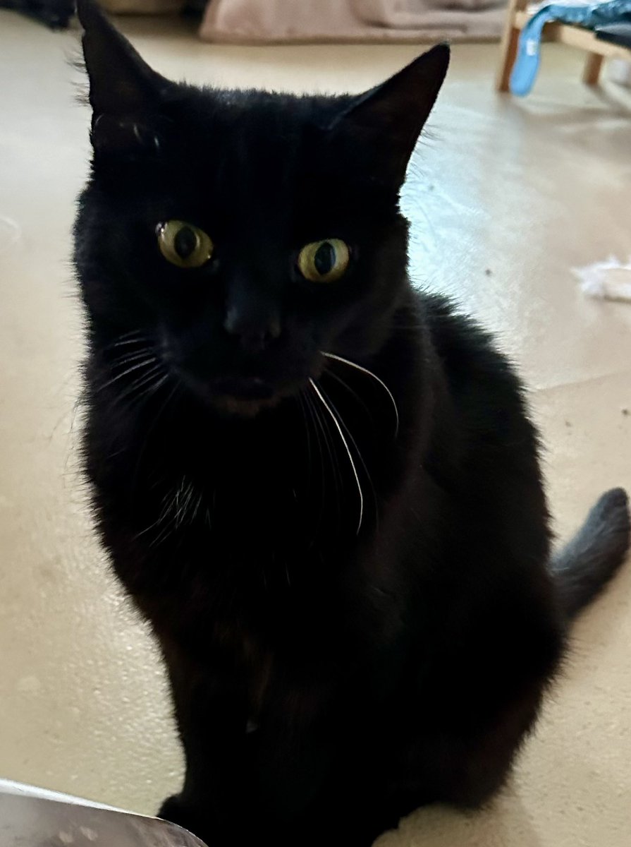 Joko sucht noch sein Zuhause für immer.

Der große Kater sollte später die Chance auf Freigang haben.

Mehr zu Joko und unseren Schützlingen auf Nordstadtkatzen.de

#AdoptDontShop 
#zuhausegesucht
#nordstadtkatzen