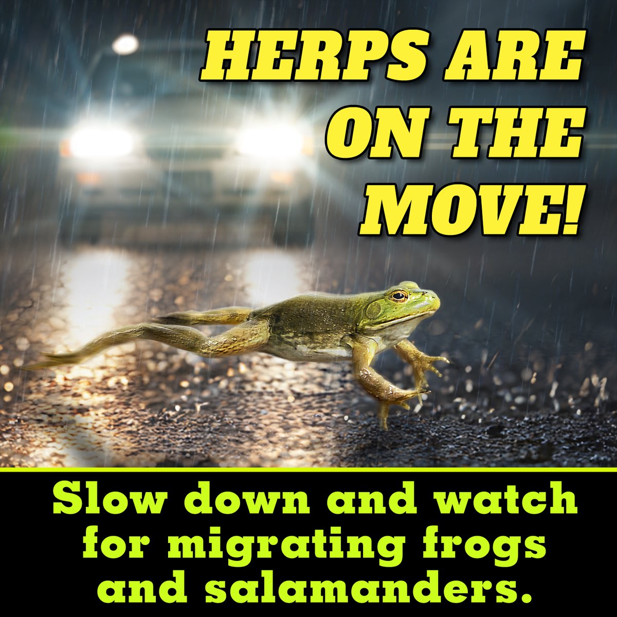 Herps are on the move! Please drive carefully, especially on rainy evenings.