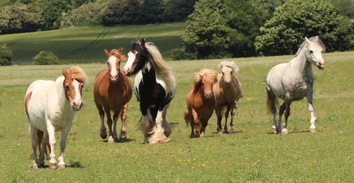 Horses of The Equine Semaphore Code. Belle, Pye, Sonny, Barney, Dakota, Pye.