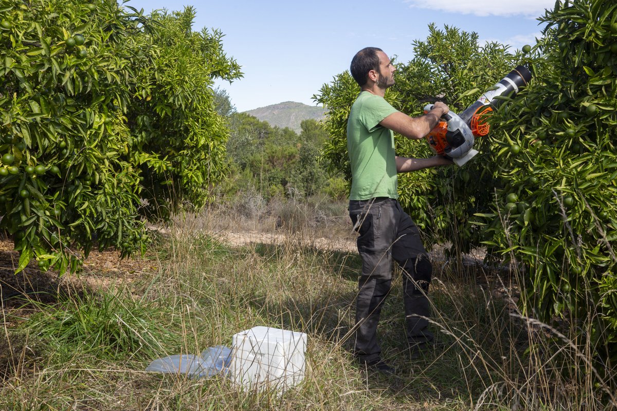 UJIuniversitat's tweet photo. #CiènciaUJI. Prueban el uso combinado de hongos y cubiertas vegetales para el control integrado de la mosca de la fruta.
🆕: https://t.co/DpCe1LD4Rn
🌱Ante la necesidad de buscar alternativas al uso de fitosanitarios de síntesis química por su elevado impacto ambiental, grupos de investigación UJI i de la @Univcordoba, buscan alternativas para el control de plagas que afectan a los cultivos. En esta ocasión, lo hacen, por un lado, con el uso de hongos entomopatógenos, que infectan y causan enfermedades a los insectos; y por otro, mediante la introducción de cubiertas vegetales que aumentan las poblaciones de artrópodos depredadores.
📌BioControl 67:  https://t.co/j4FRvHcD0c